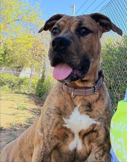 Enlarge WAYLON MYERS, a Adoptable mixed breed in Sacramento, CA image 1/1