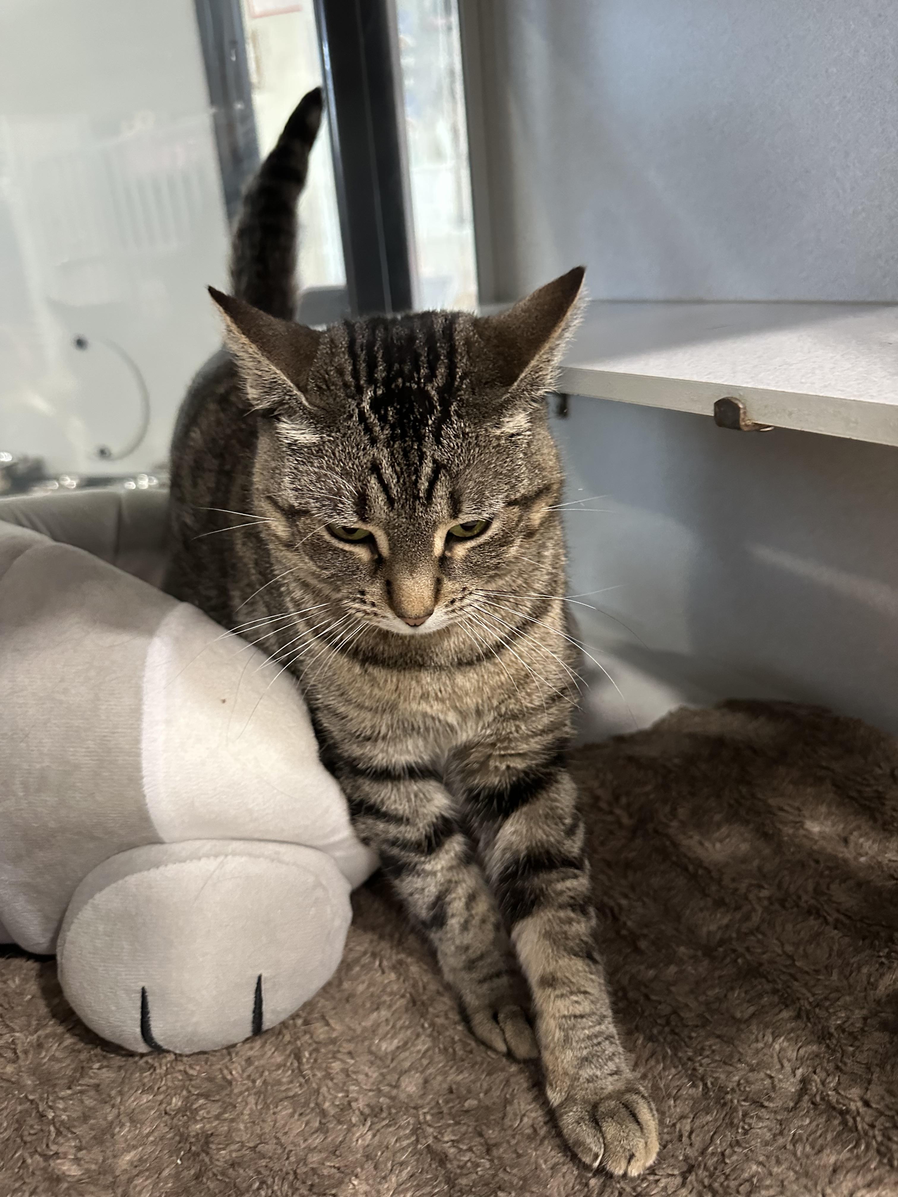 Betty Boop, ADOPTABLE, Adult Female Domestic Short Hair.