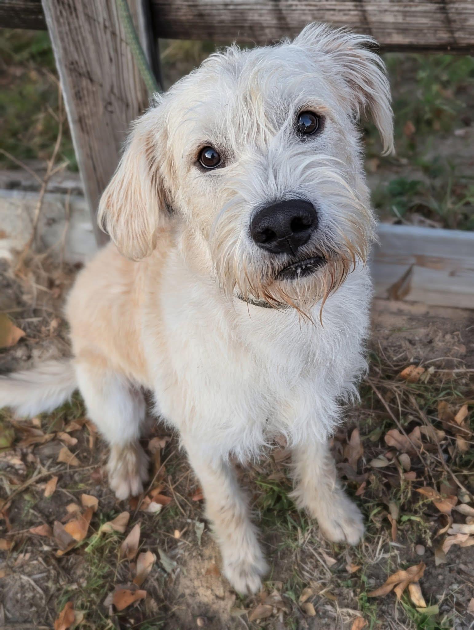 Zino, a Adoptable mixed breed in Mendham, NJ image 1/3