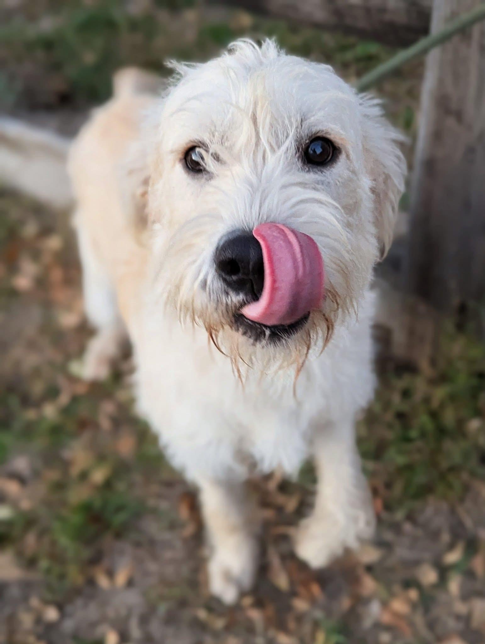 Zino, an adoptable Labradoodle in Mendham, NJ, 07945 | Photo Image 1