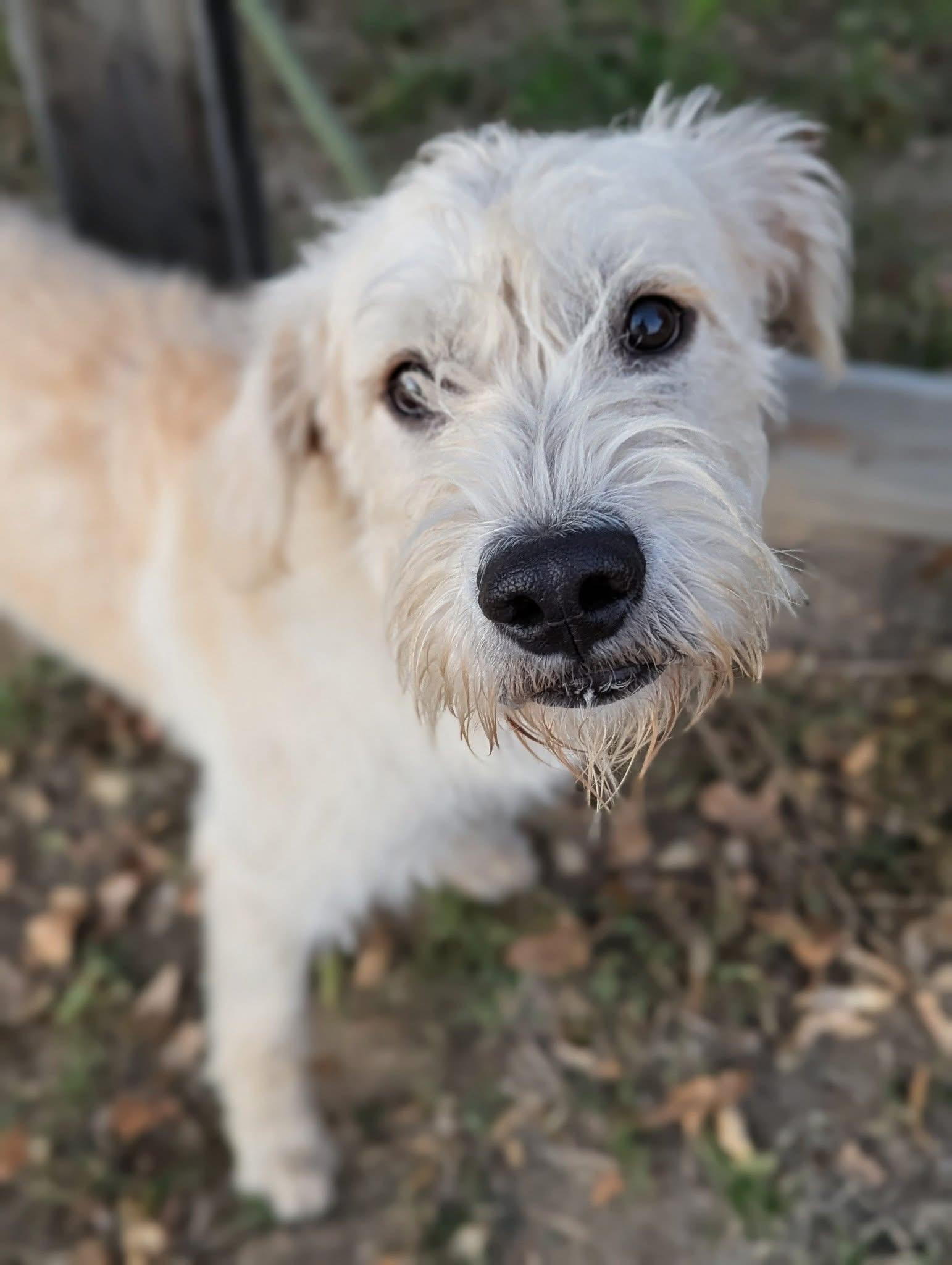 Zino, a Adoptable mixed breed in Mendham, NJ image 3/3
