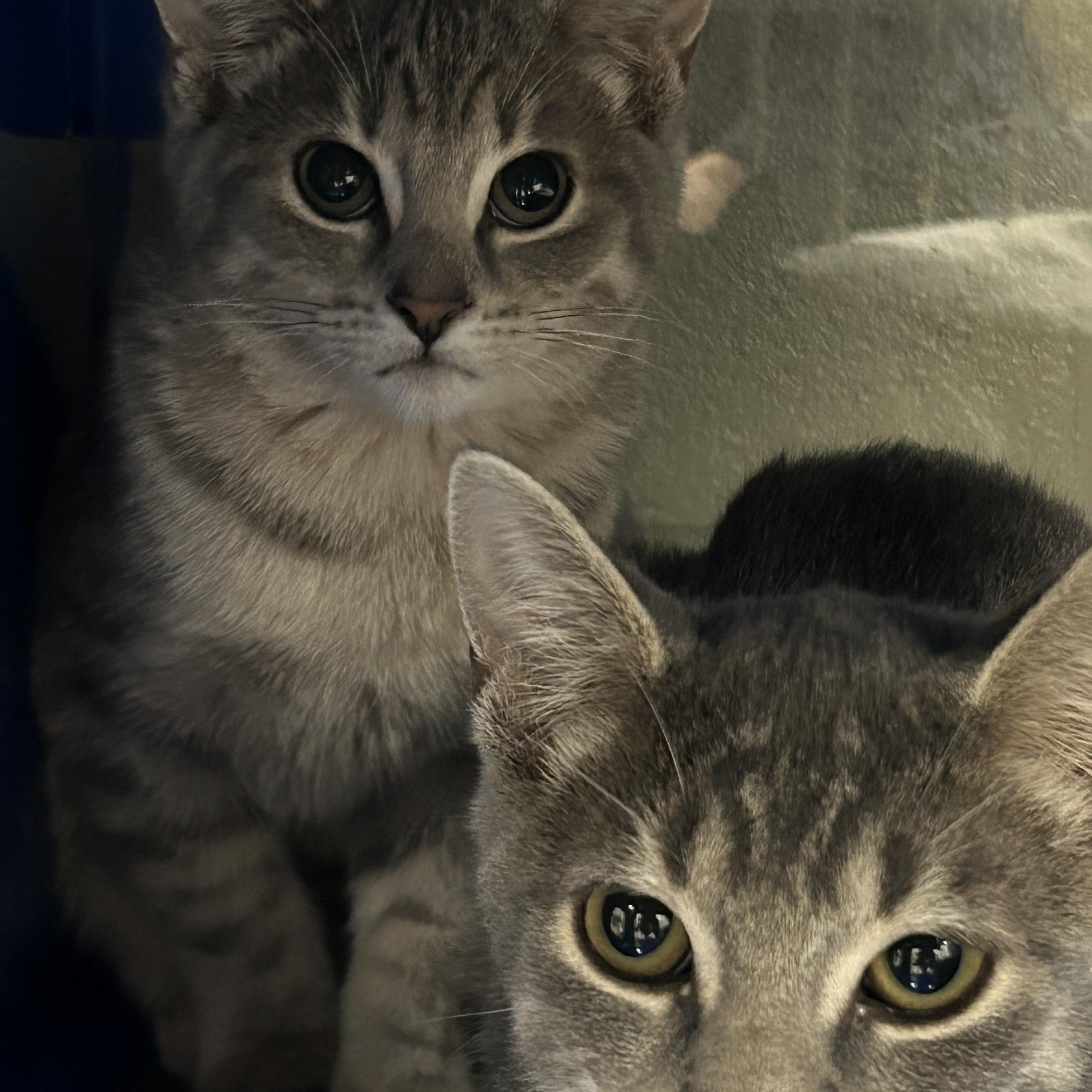 Enlarge Sriracha, a Adoptable Domestic Short Hair in Caledon, ON image 3/3