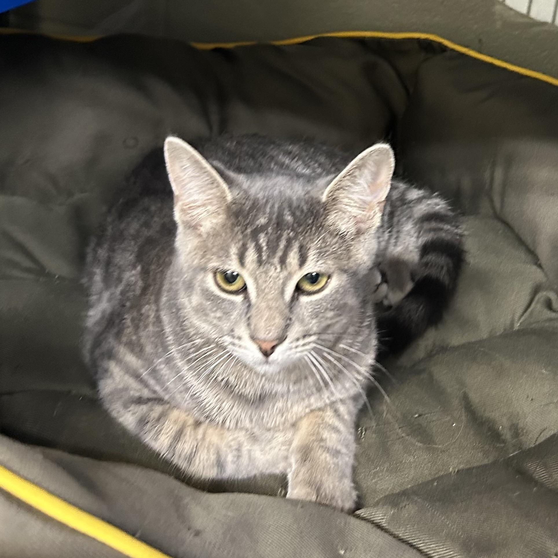 Sriracha, Adoptable, Kitten Female Domestic Short Hair.