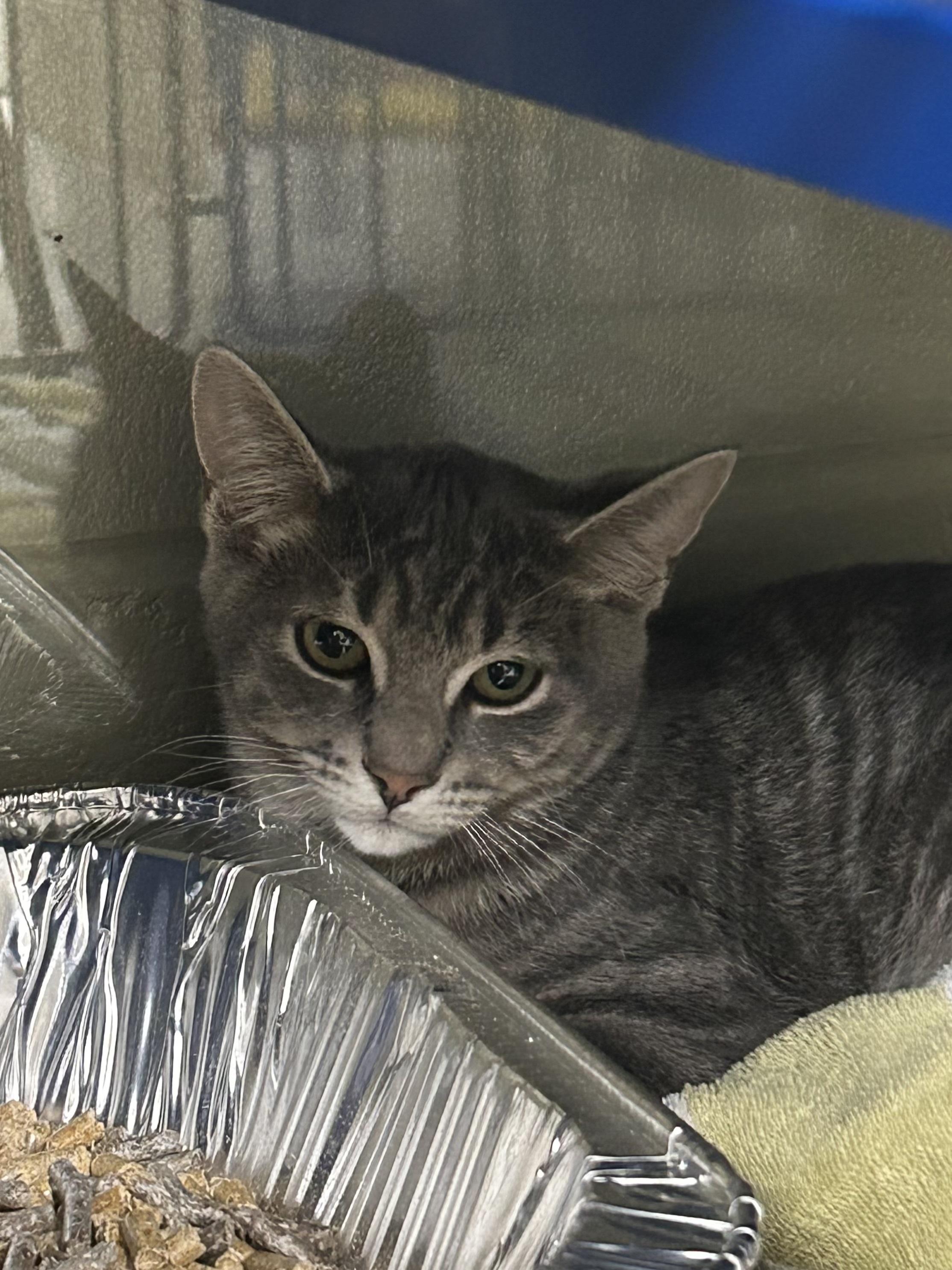 Enlarge Sriracha, a Adoptable Domestic Short Hair in Caledon, ON image 2/3