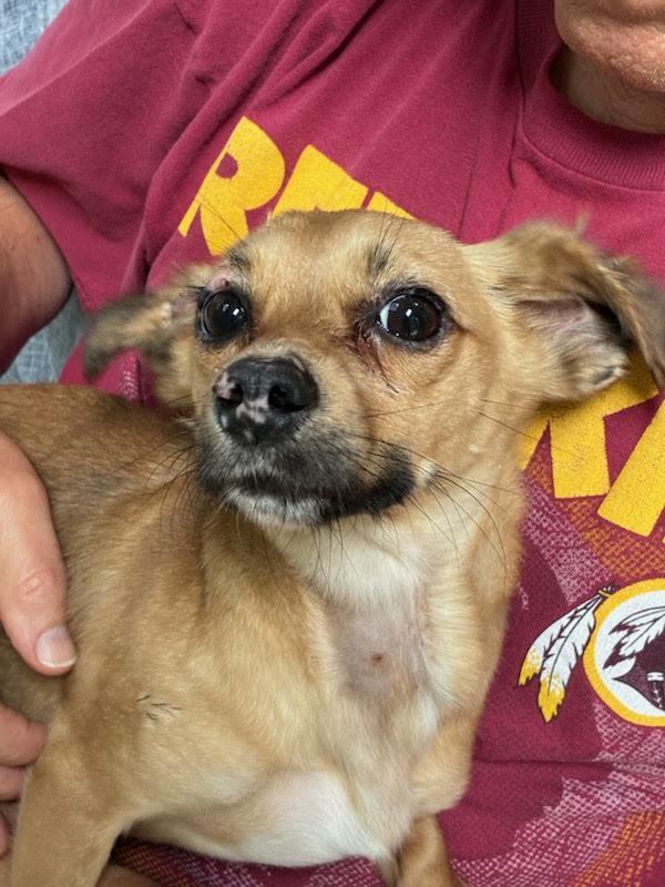 Enlarge Bliss, a Adoptable mixed breed in Cumming, GA image 3/4