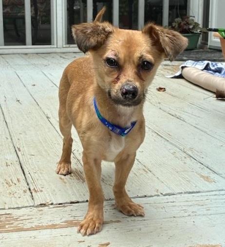 Enlarge Bliss, a Adoptable mixed breed in Cumming, GA image 4/4