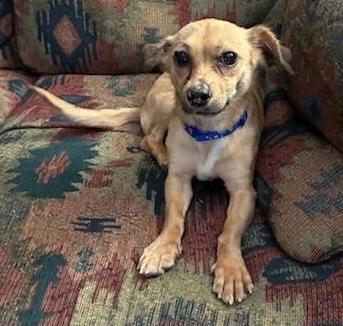 Enlarge Bliss, a Adoptable mixed breed in Cumming, GA image 2/4