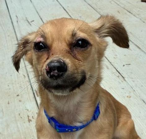 Enlarge Bliss, a Adoptable mixed breed in Cumming, GA image 1/4