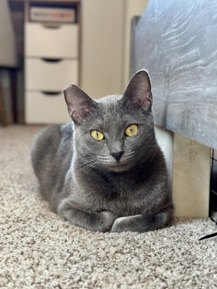 Stardust, Adoptable, Kitten Female Chartreux.