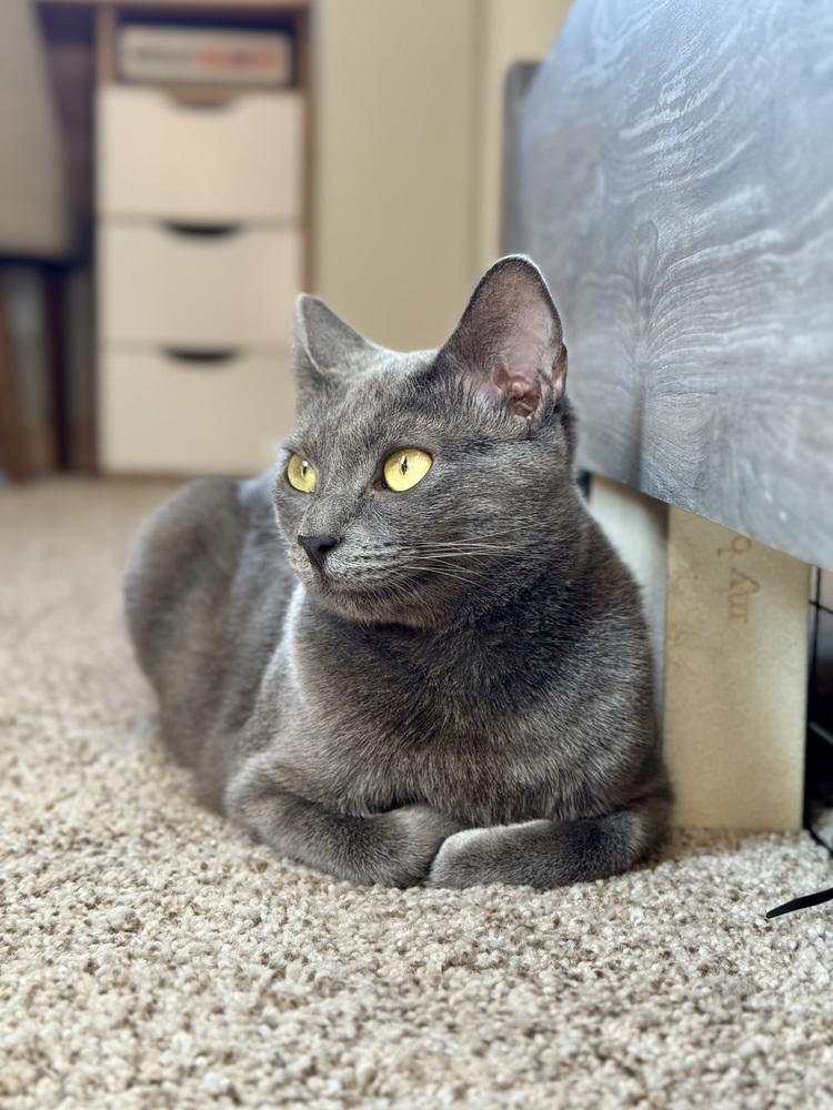 Enlarge Stardust, a Adoptable mixed breed in Lancaster, CA image 2/6