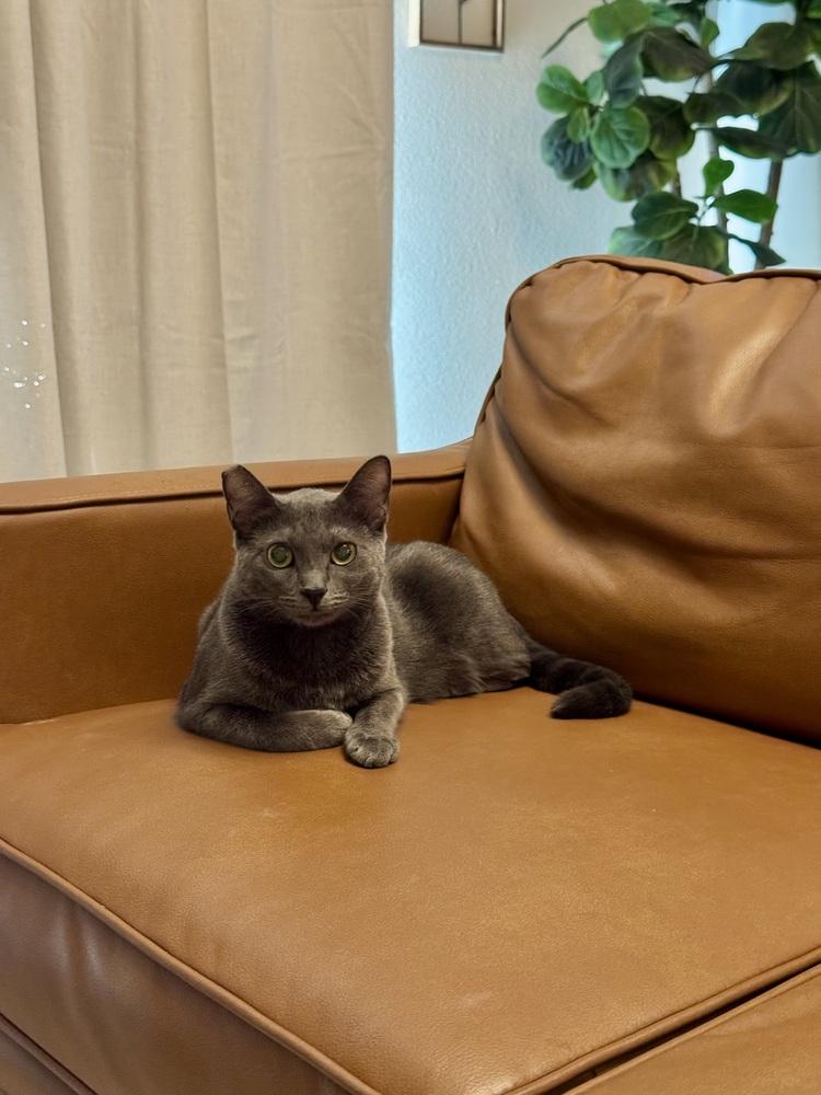 Stardust, a Adoptable mixed breed in Lancaster, CA image 3/6
