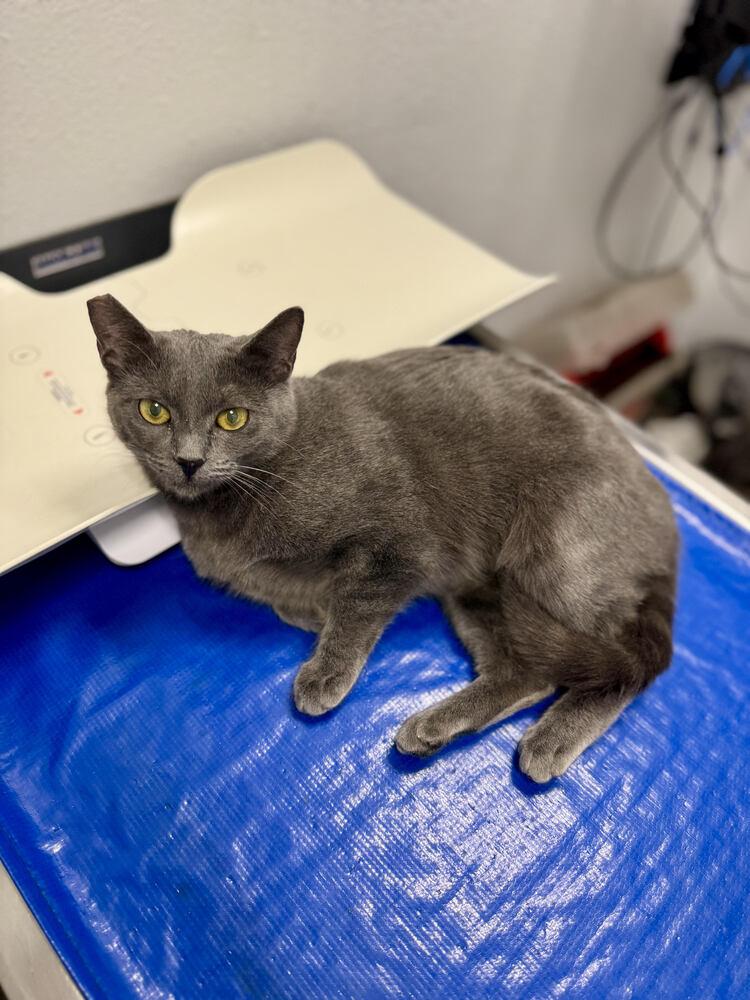 Enlarge Stardust, a Adoptable mixed breed in Lancaster, CA image 3/6