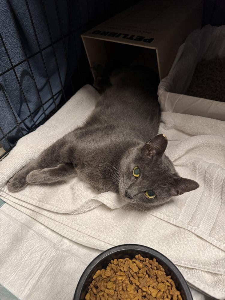 Enlarge Stardust, a Adoptable mixed breed in Lancaster, CA image 5/6