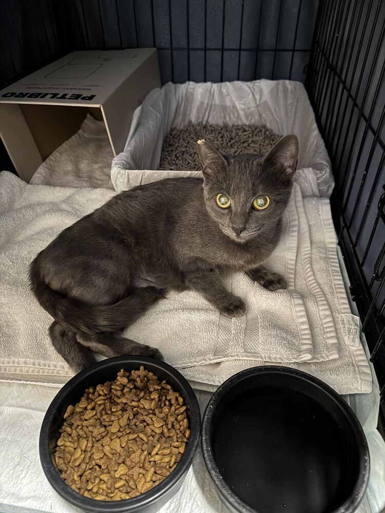 Enlarge Stardust, a Adoptable mixed breed in Lancaster, CA image 6/6