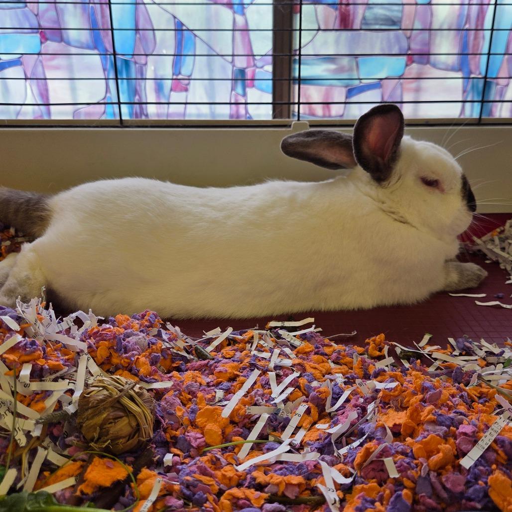 Brandley, Adoptable, Adult Male Californian.