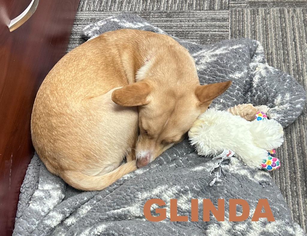Glinda (Misgen), Adopted, Young Female Terrier.