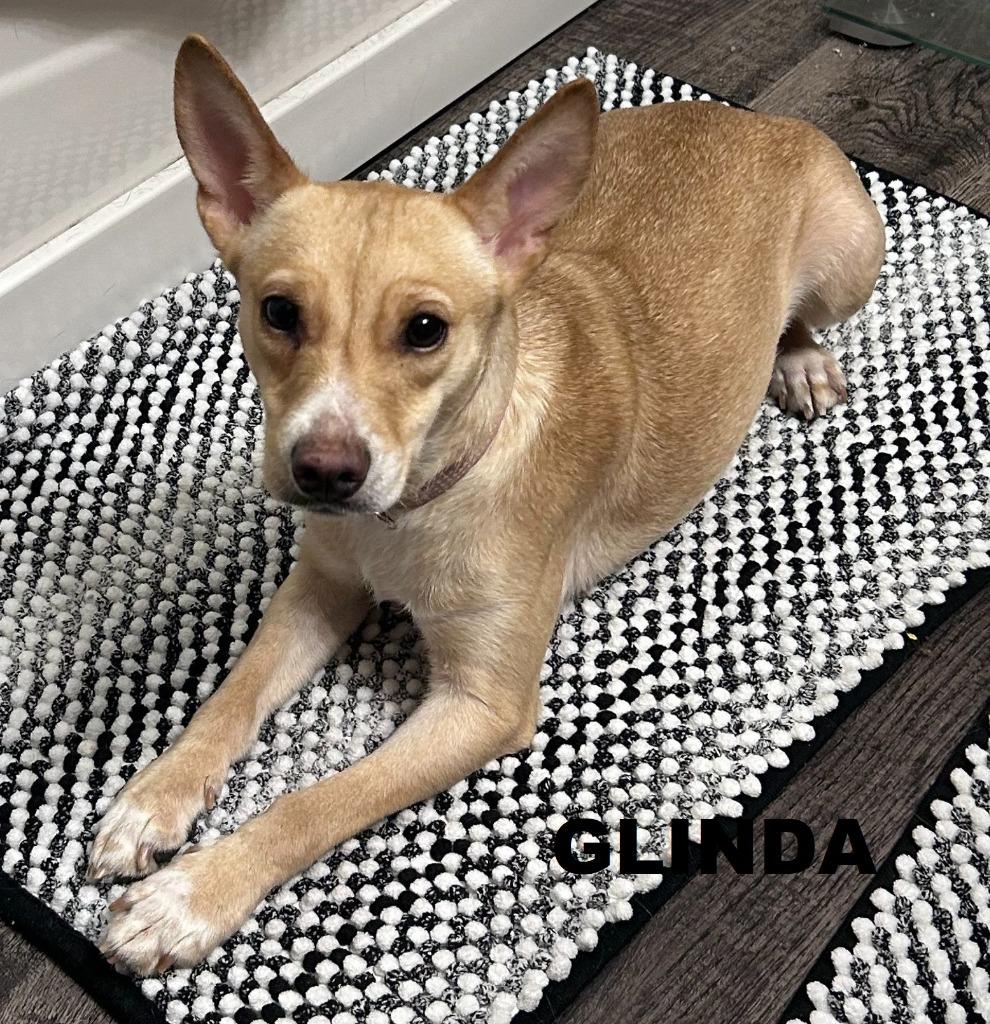 Enlarge Glinda (Misgen), a Adopted mixed breed in Owatonna, MN image 2/6