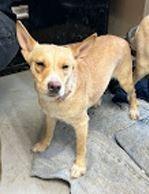 Enlarge Glinda (Misgen), a Adopted mixed breed in Owatonna, MN image 3/6