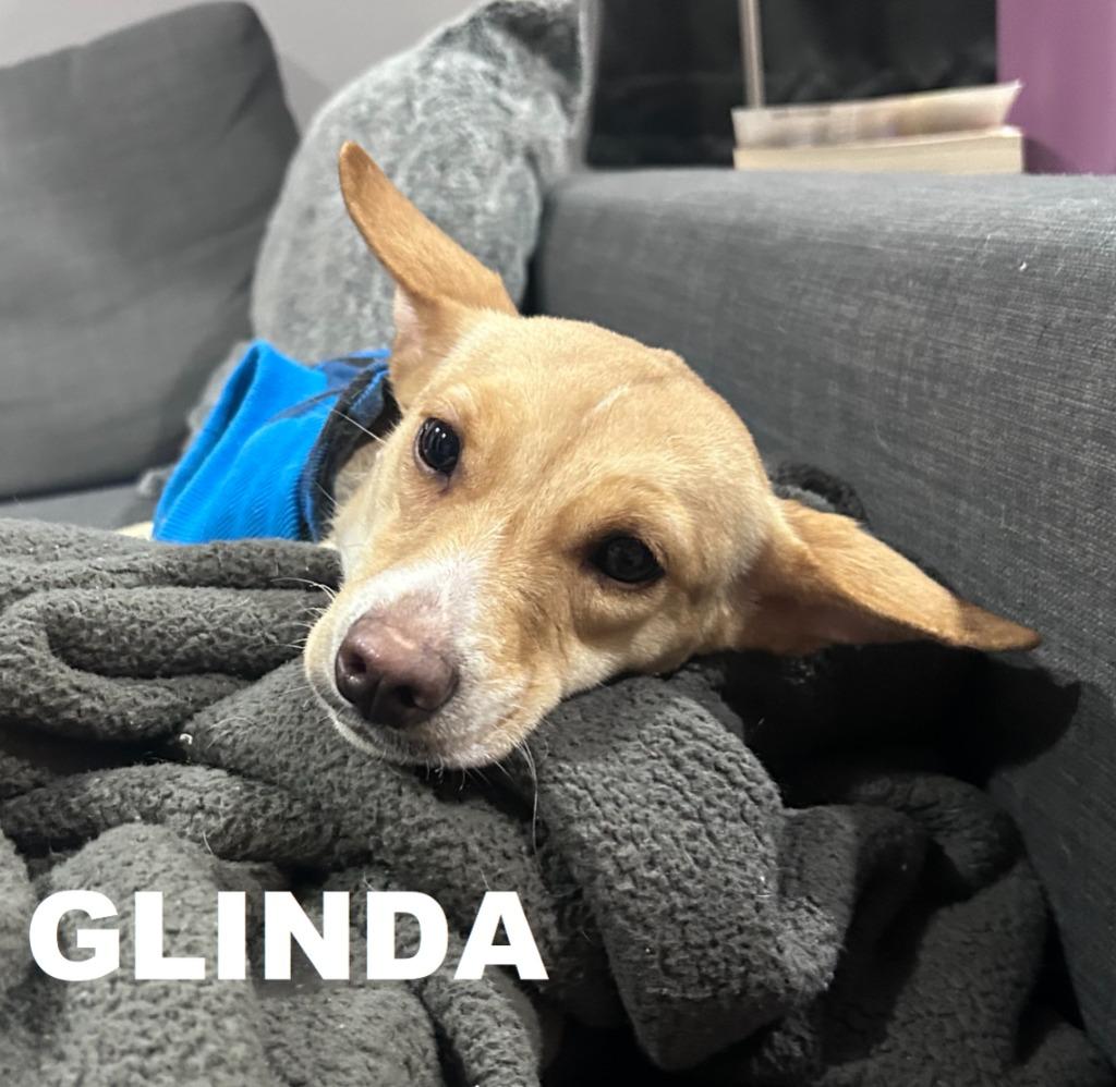 Enlarge Glinda (Misgen), a Adopted mixed breed in Owatonna, MN image 4/6