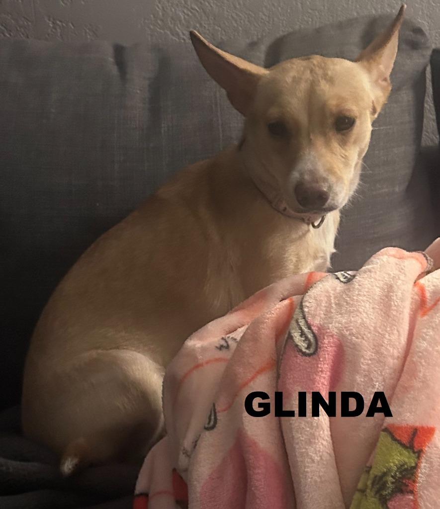 Enlarge Glinda (Misgen), a Adopted mixed breed in Owatonna, MN image 6/6