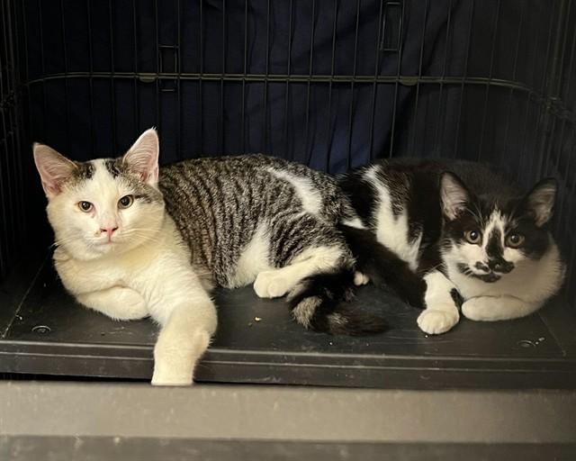 Enlarge IBIZA, a Adoptable Domestic Short Hair in Raleigh, NC image 1/1