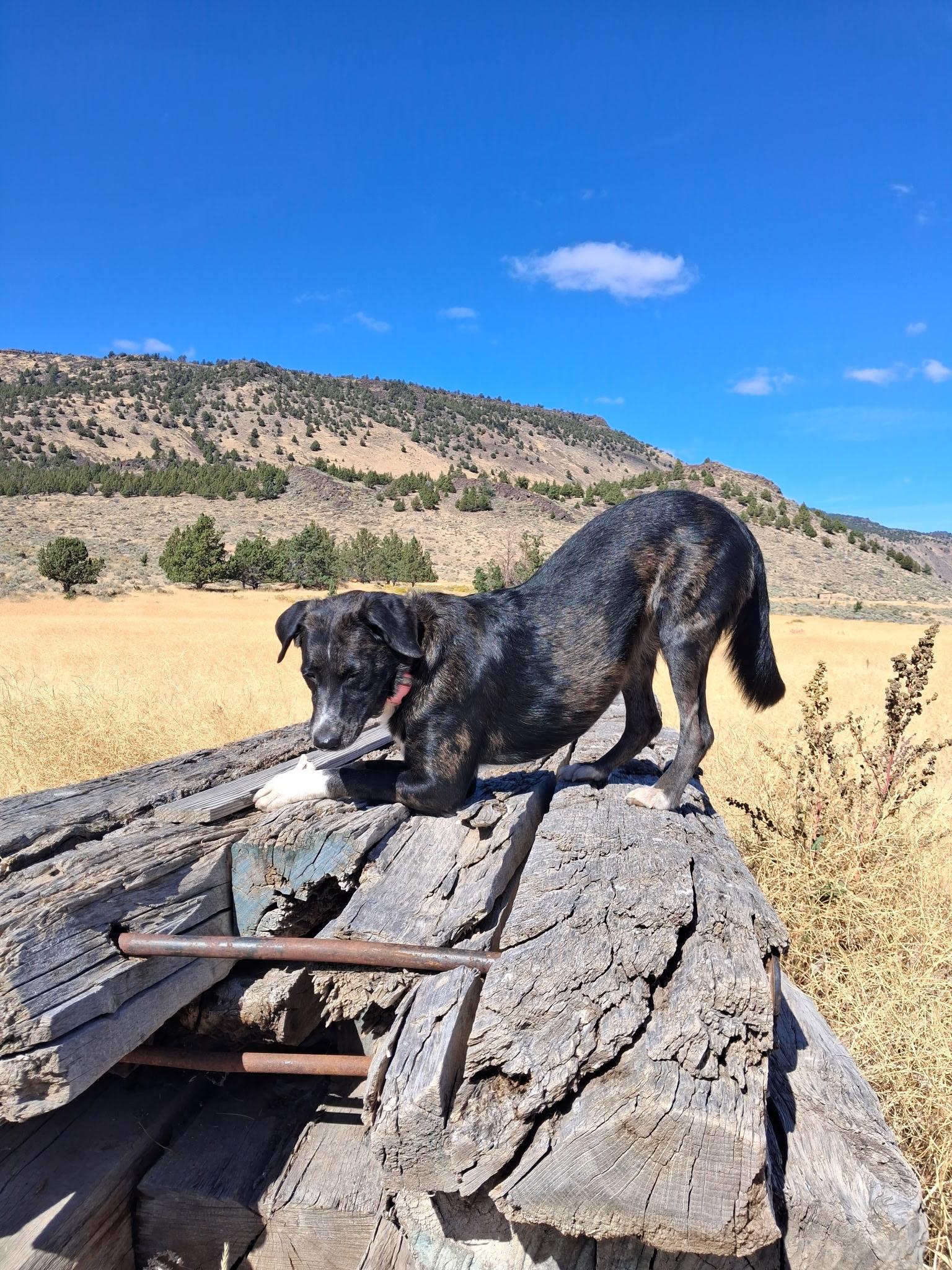 Sophie, an adoptable Border Collie in Lakeview, OR, 97630 | Photo Image 2