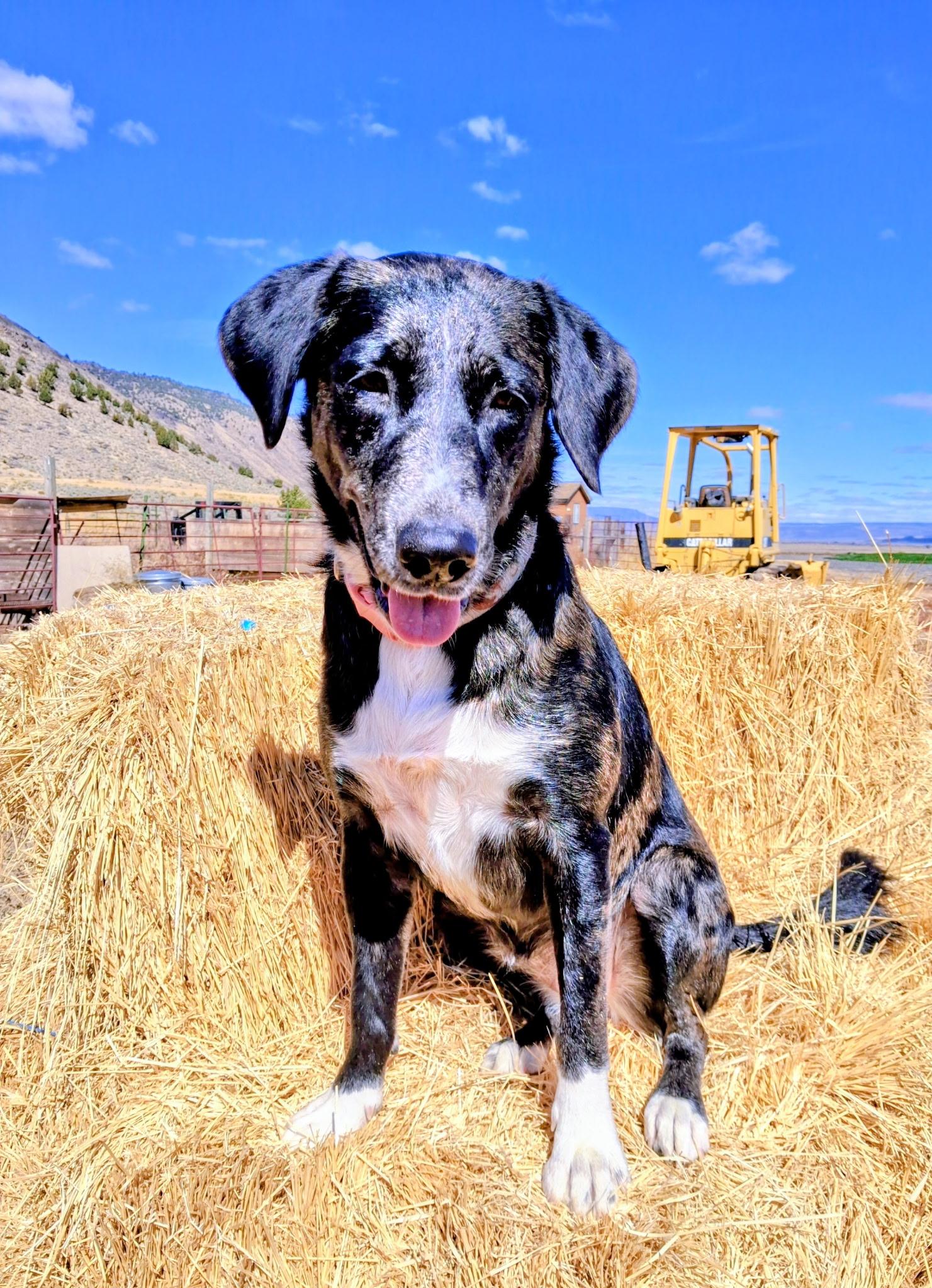 Sophie, an adoptable Border Collie in Lakeview, OR, 97630 | Photo Image 1