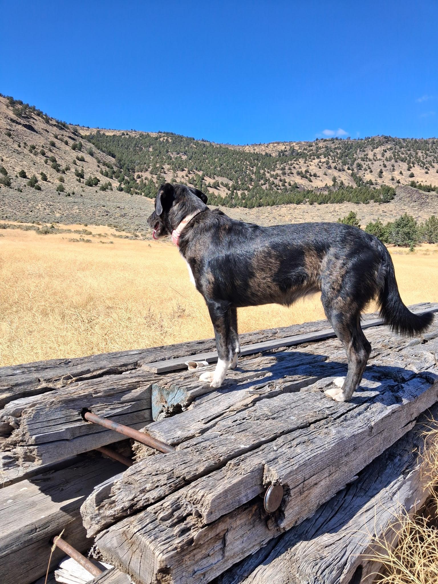 Sophie, an adoptable Border Collie in Lakeview, OR, 97630 | Photo Image 3