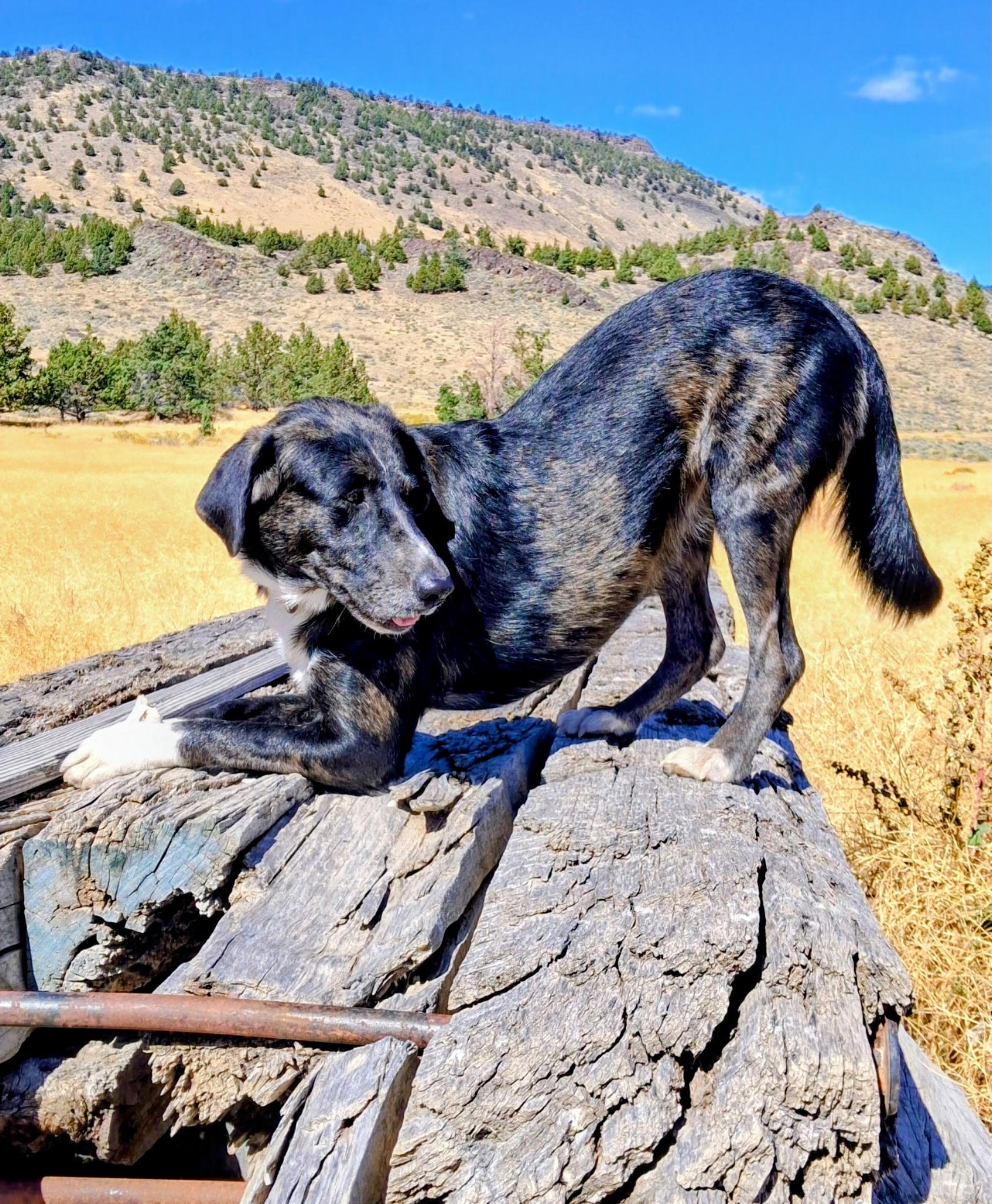 Sophie, an adoptable Border Collie in Lakeview, OR, 97630 | Photo Image 4