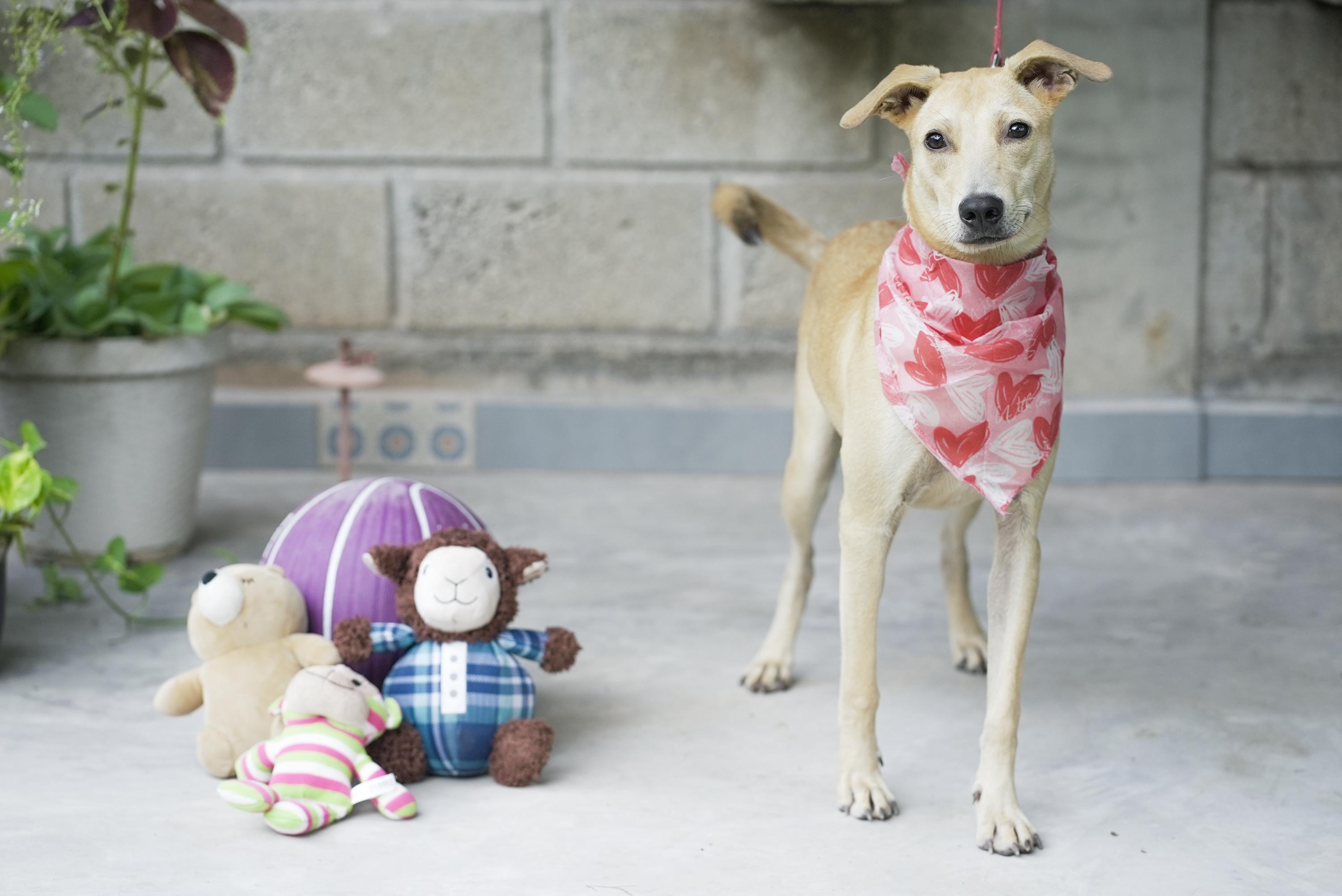 Jimmina, a Adoptable mixed breed in Calgary, AB image 3/5