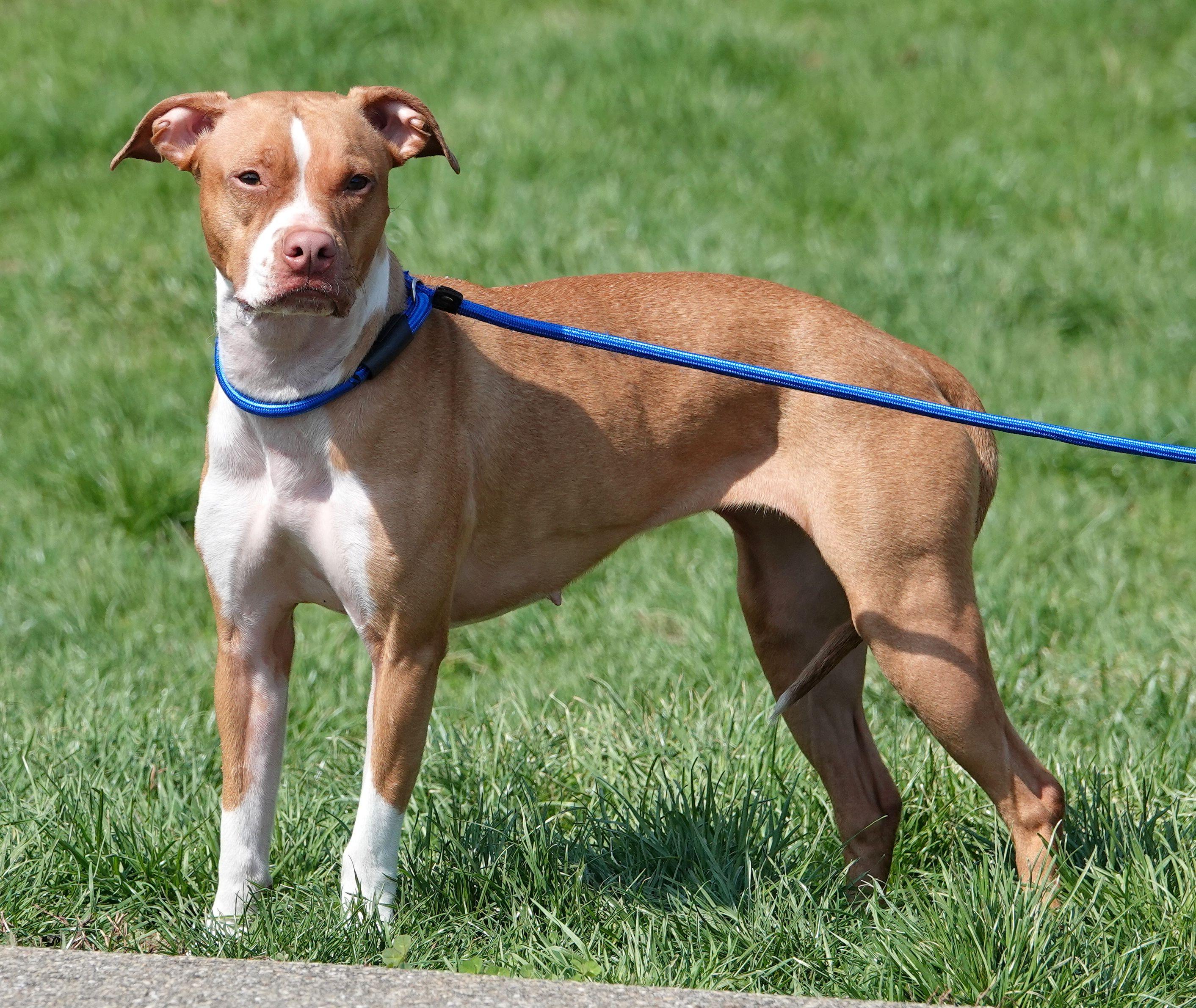 Enlarge Athena, a ADOPTABLE mixed breed in Millfield, OH image 2/4