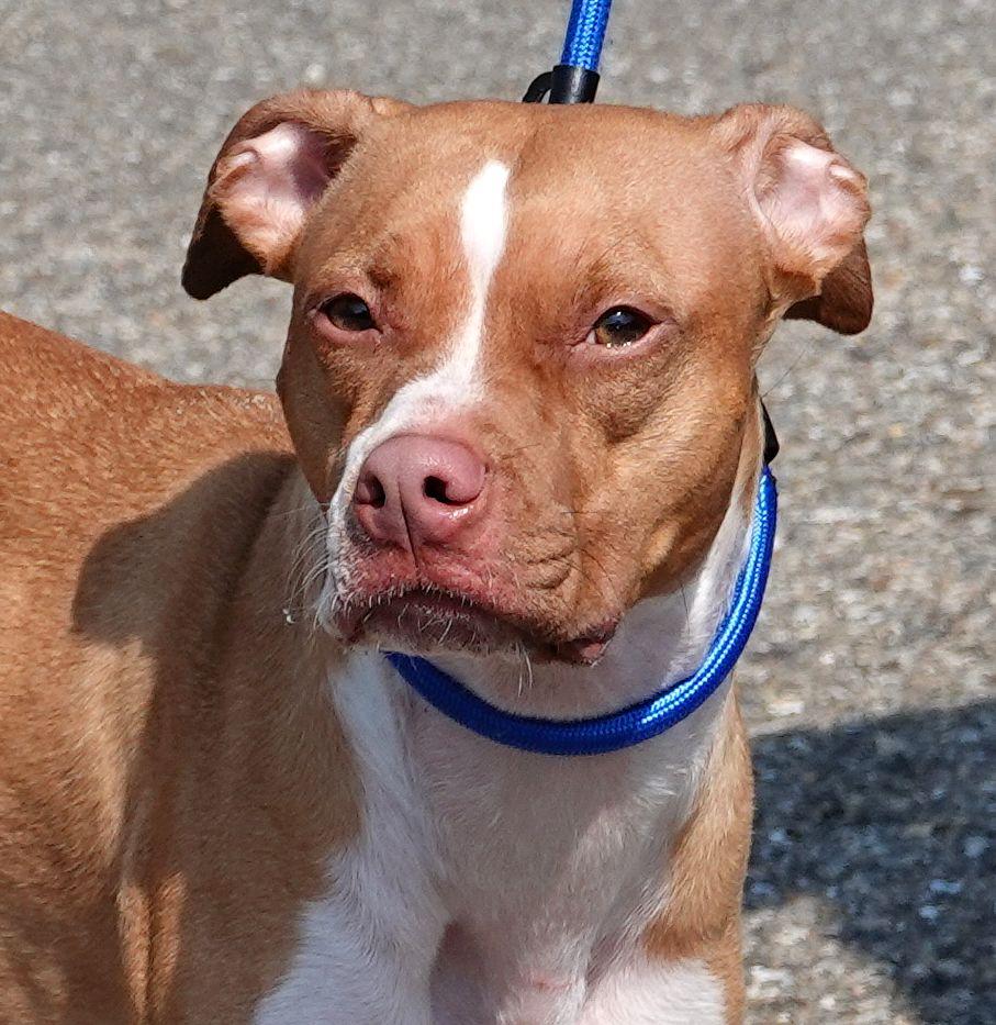 Enlarge Athena, a ADOPTABLE mixed breed in Millfield, OH image 1/4