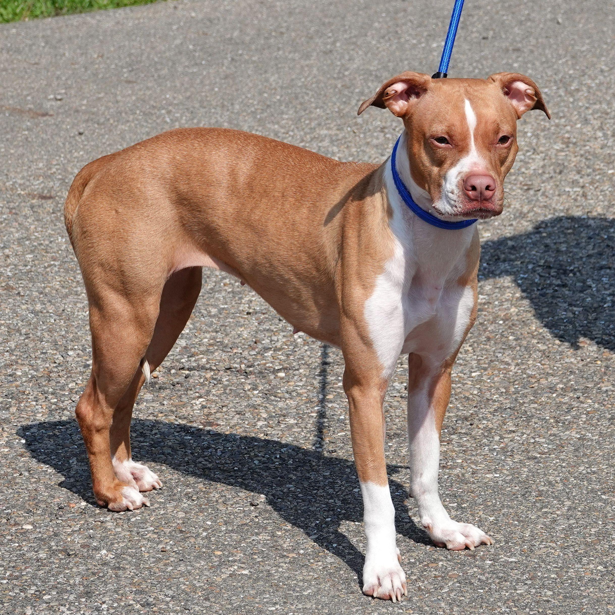 Enlarge Athena, a ADOPTABLE mixed breed in Millfield, OH image 4/4