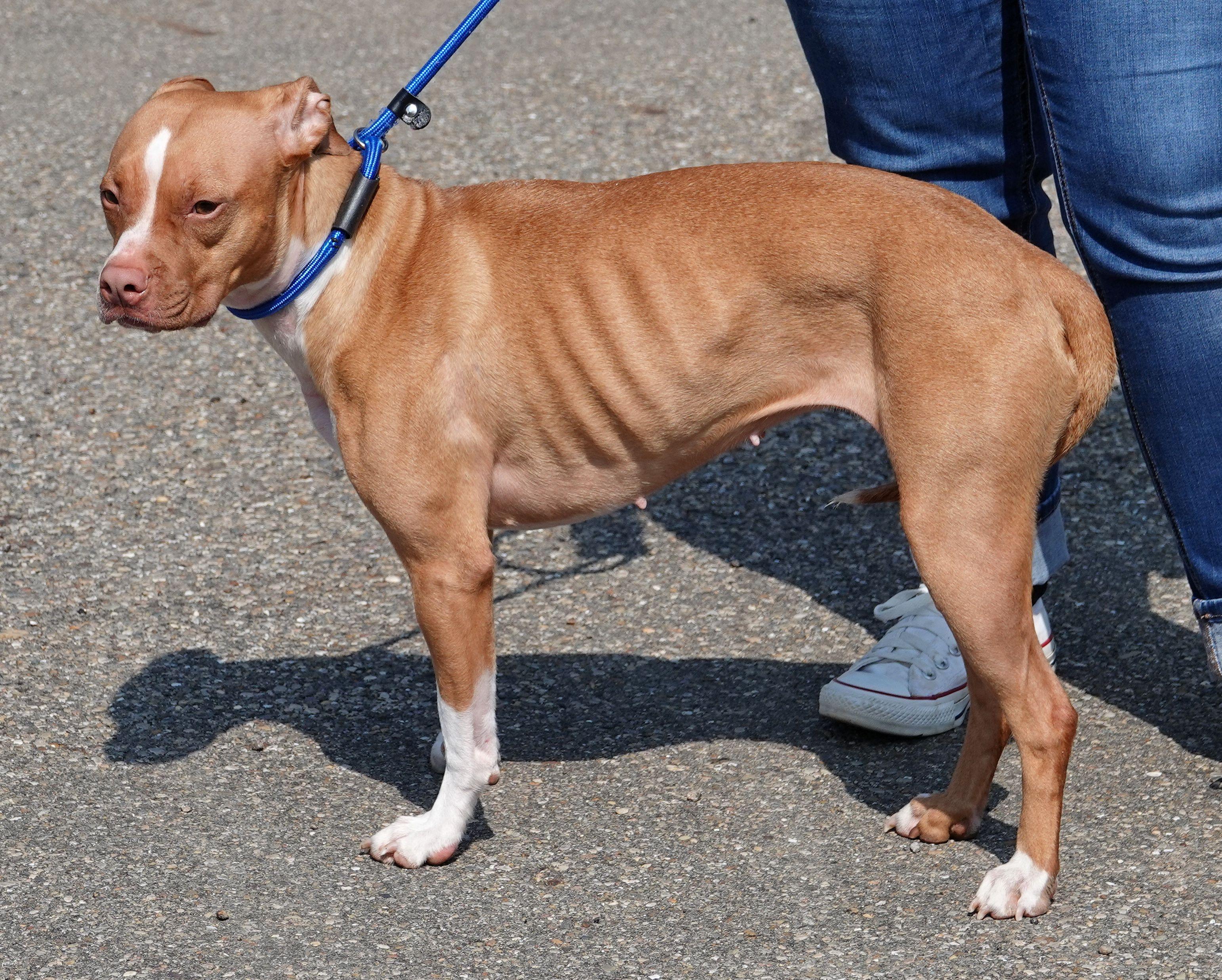 Enlarge Athena, a ADOPTABLE mixed breed in Millfield, OH image 3/4