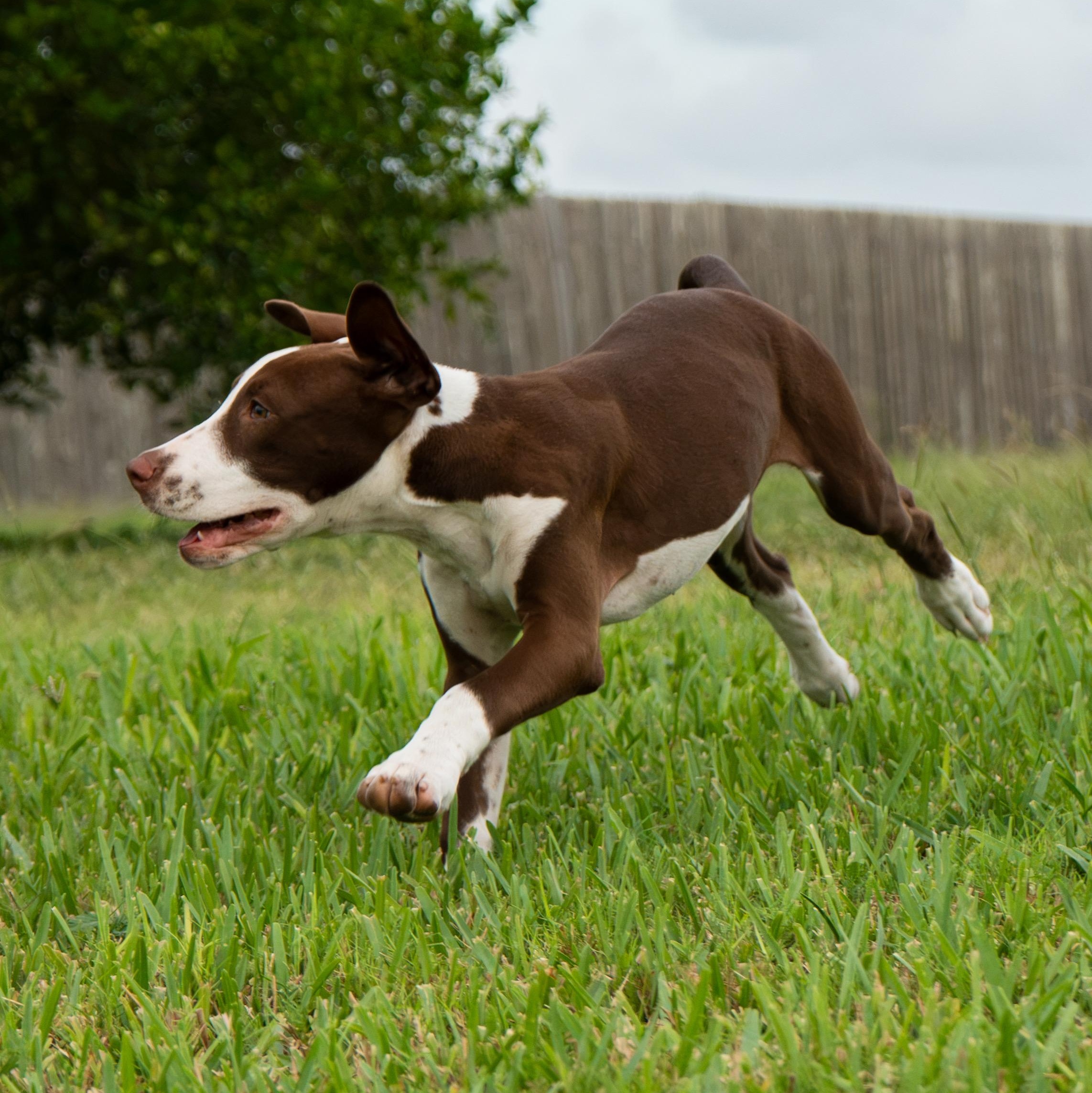 Enlarge Maple, a Adoptable mixed breed in Minneapolis , MN image 6/6