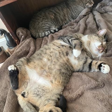 Good Boy & Pumpkin, ADOPTABLE, Young Male Domestic Short Hair.