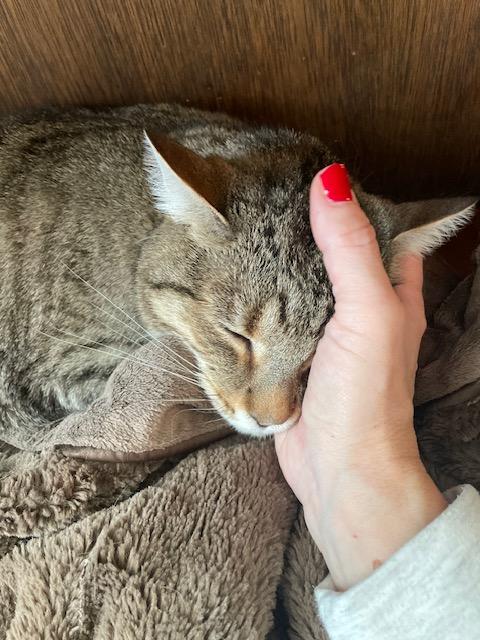 Enlarge Good Boy & Pumpkin, a ADOPTABLE Domestic Short Hair in wakefield, MA image 2/4