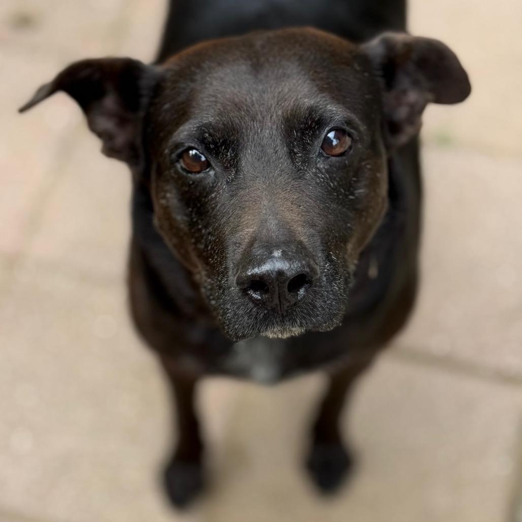 Enlarge Murphy, a Adoptable mixed breed in New Fairfield, CT image 2/6
