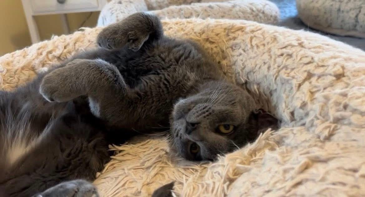 Lurch and GG Russian Blue Cat