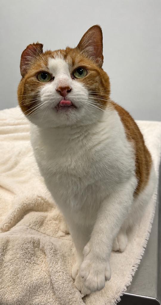 Percy, Adoptable, Adult Male Domestic Short Hair.