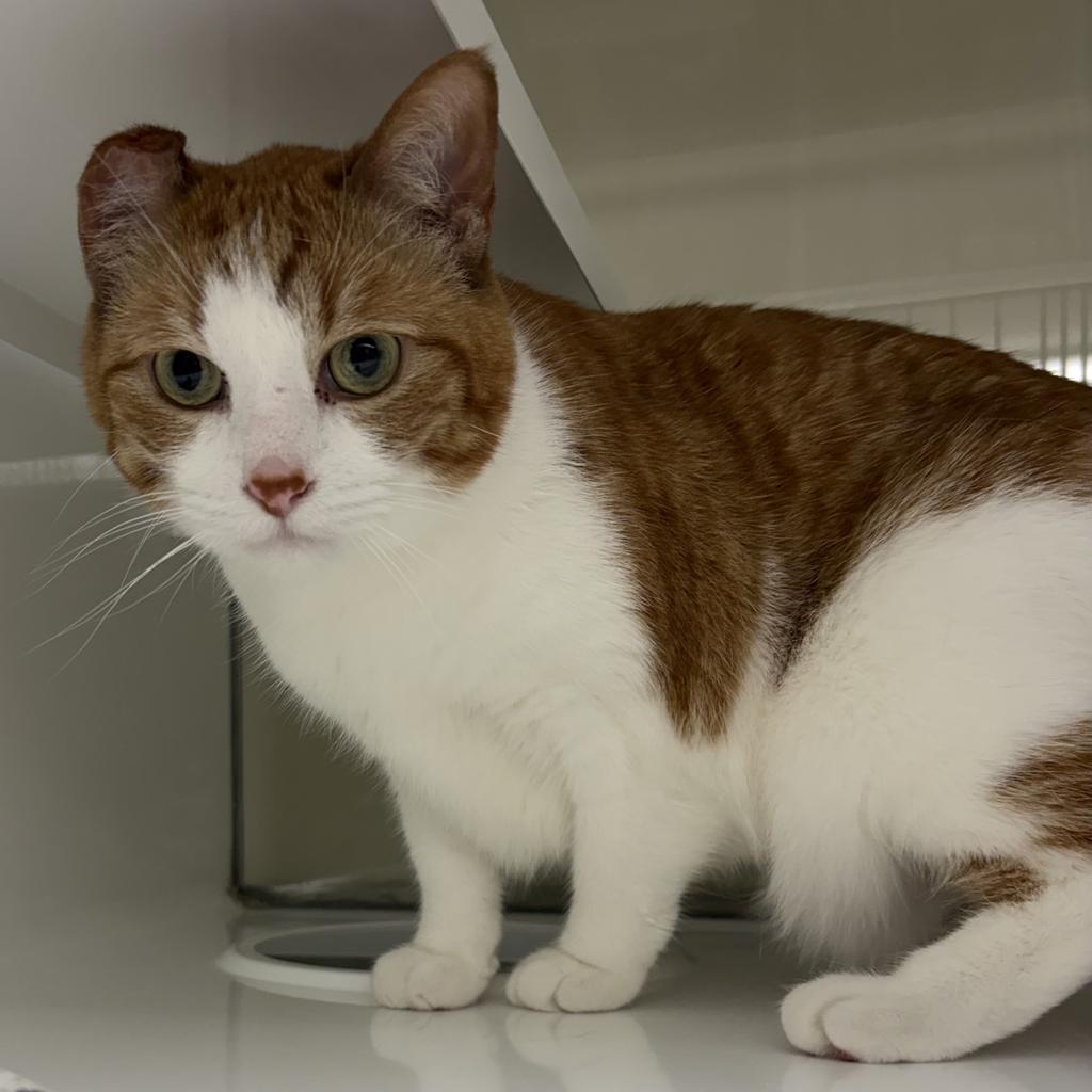 Enlarge Percy, a Adoptable mixed breed in Saint Paul, MN image 2/3