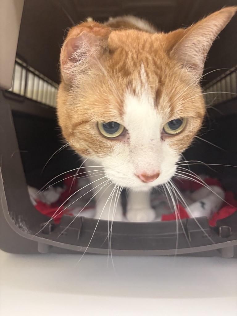 Enlarge Percy, a Adoptable mixed breed in Saint Paul, MN image 3/3