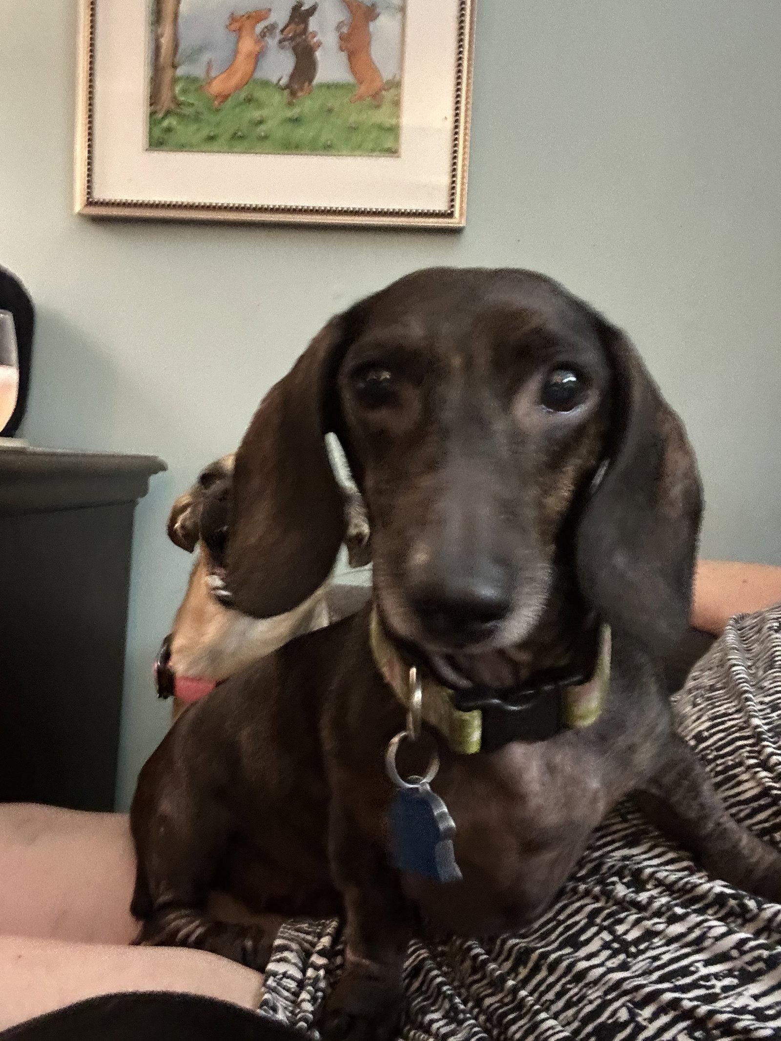 Sylvie, a Adoptable Dachshund in Pearland, TX image 1/3