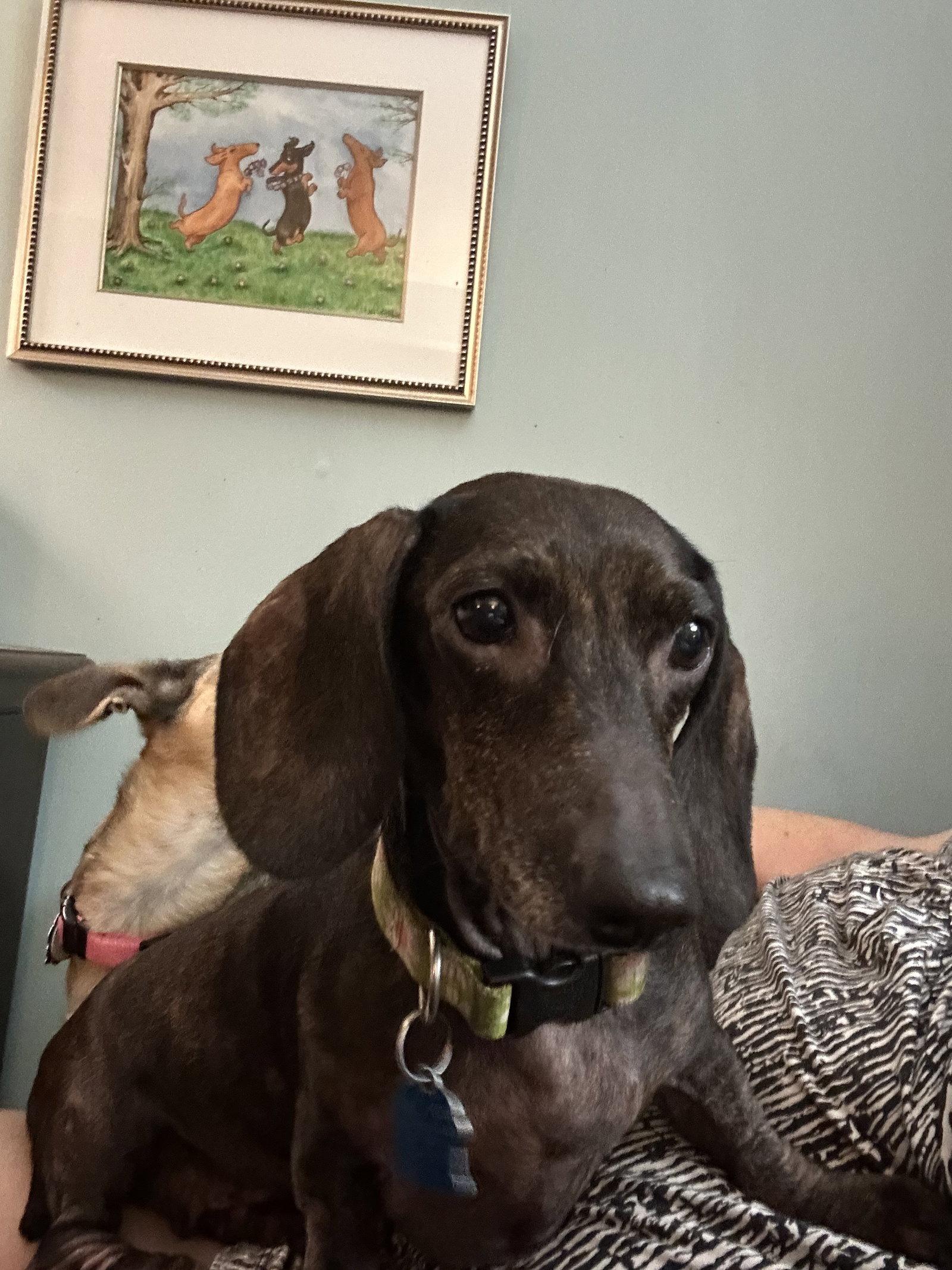 Sylvie, a Adoptable Dachshund in Pearland, TX image 2/3