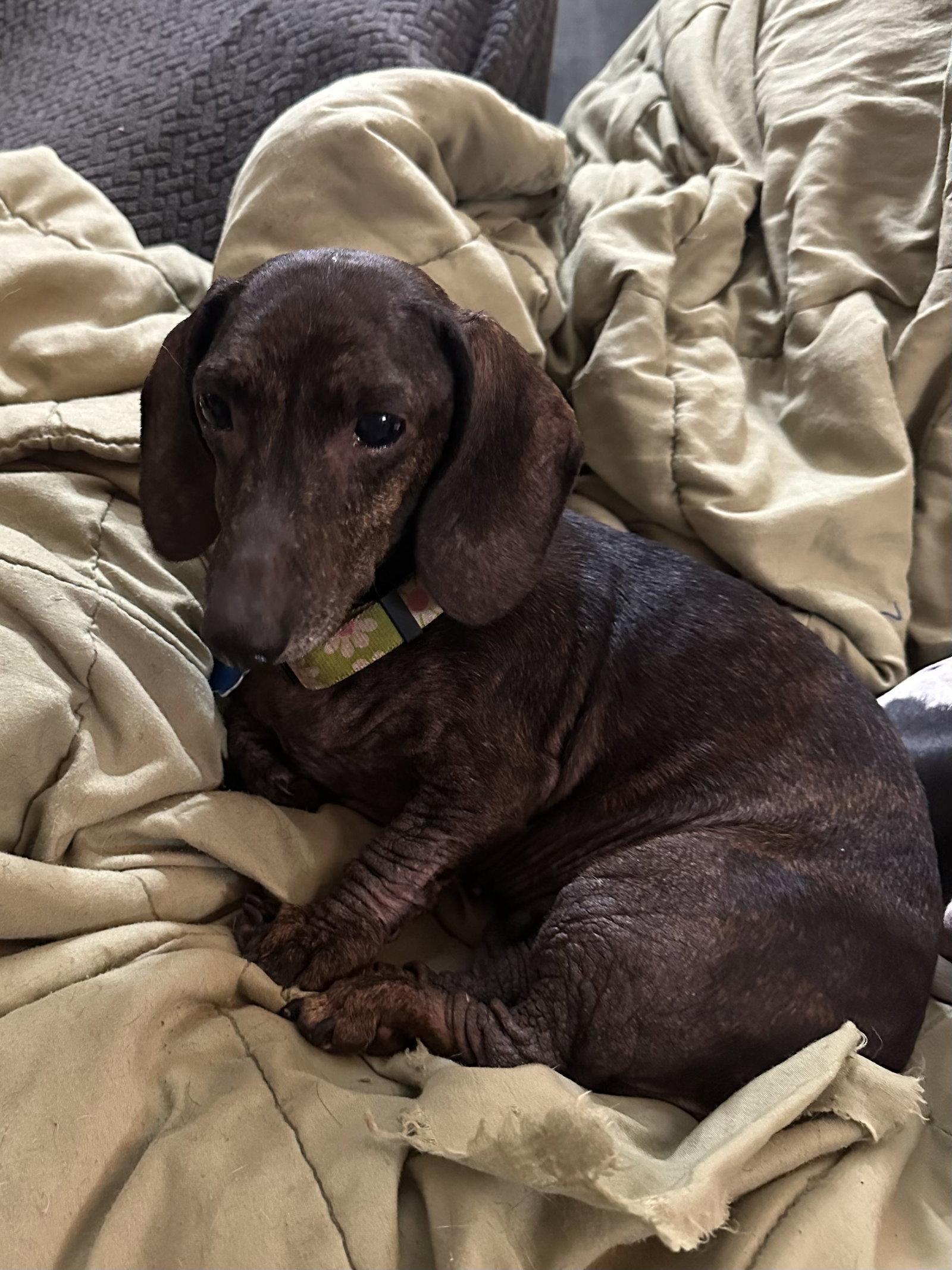 Sylvie, a Adoptable Dachshund in Pearland, TX image 3/3
