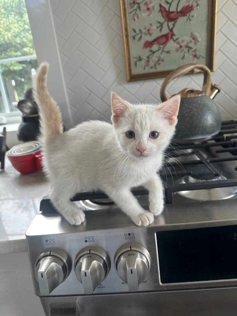 Enlarge Moonlight, a Adopted Domestic Short Hair in Monticello, IN image 1/2