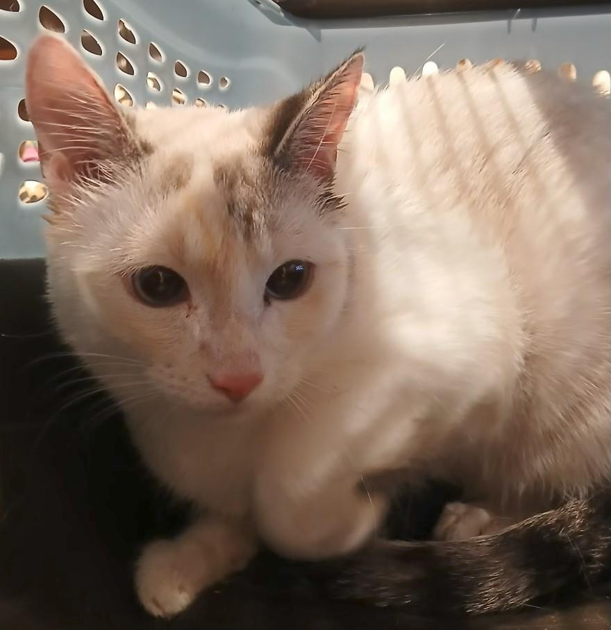 Enlarge 6mnthsealtortisnowshoefemale#3, a Adoptable Siamese in Lees Summit, MO image 1/1