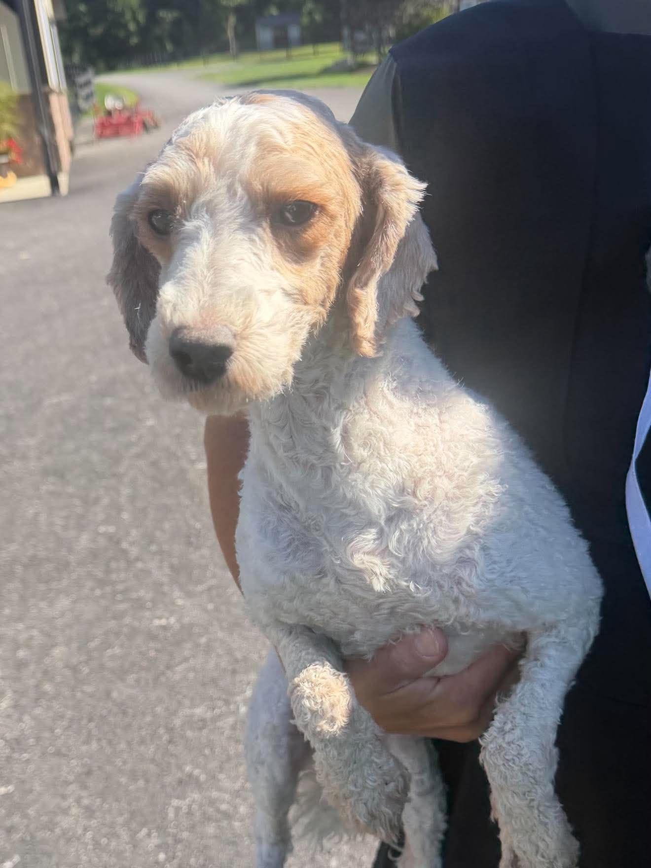 Gandolf, Adoptable, Adult Male Miniature Poodle.