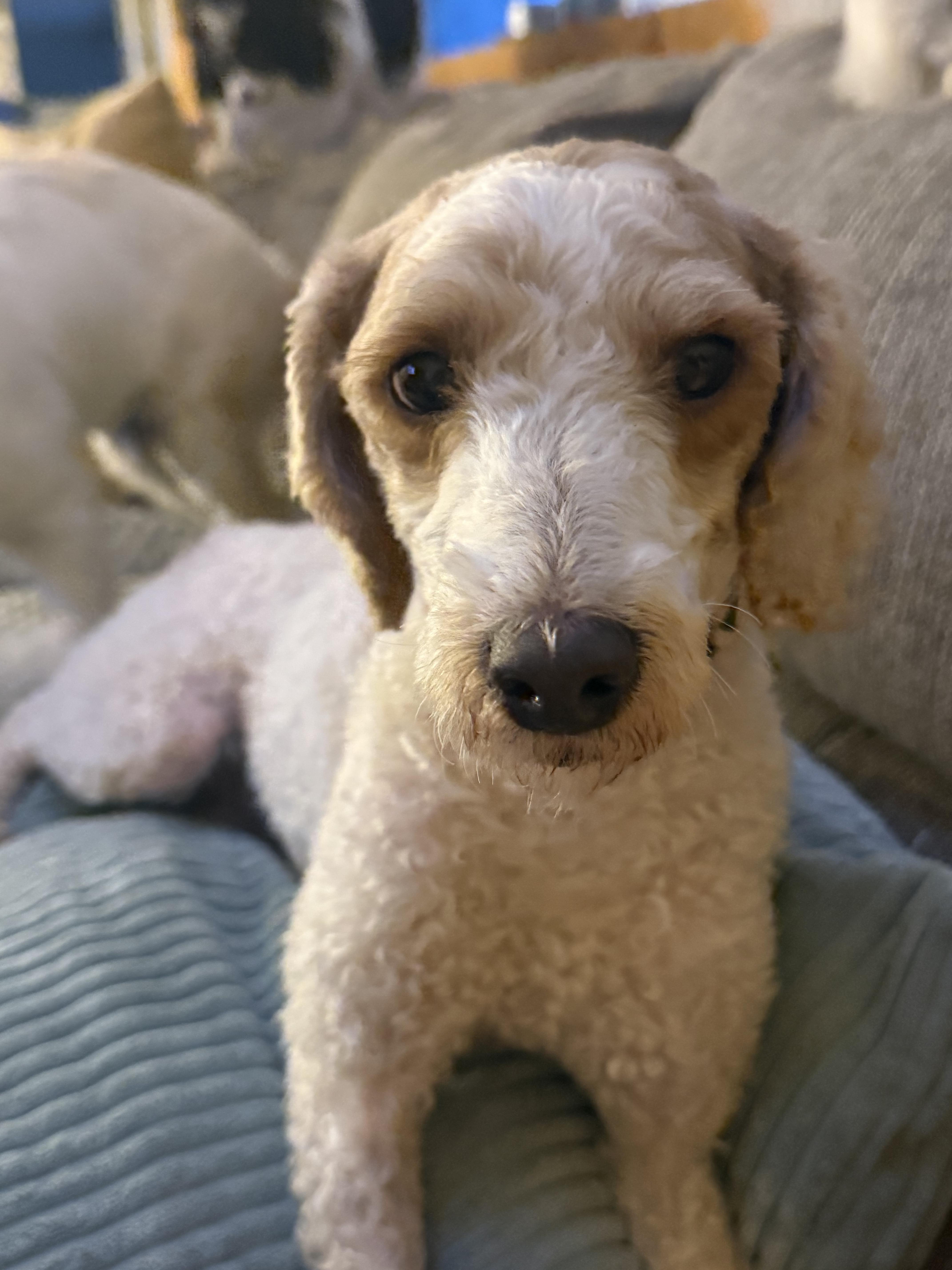 Enlarge Gandolf, a Adoptable Miniature Poodle in Havertown, PA image 2/4