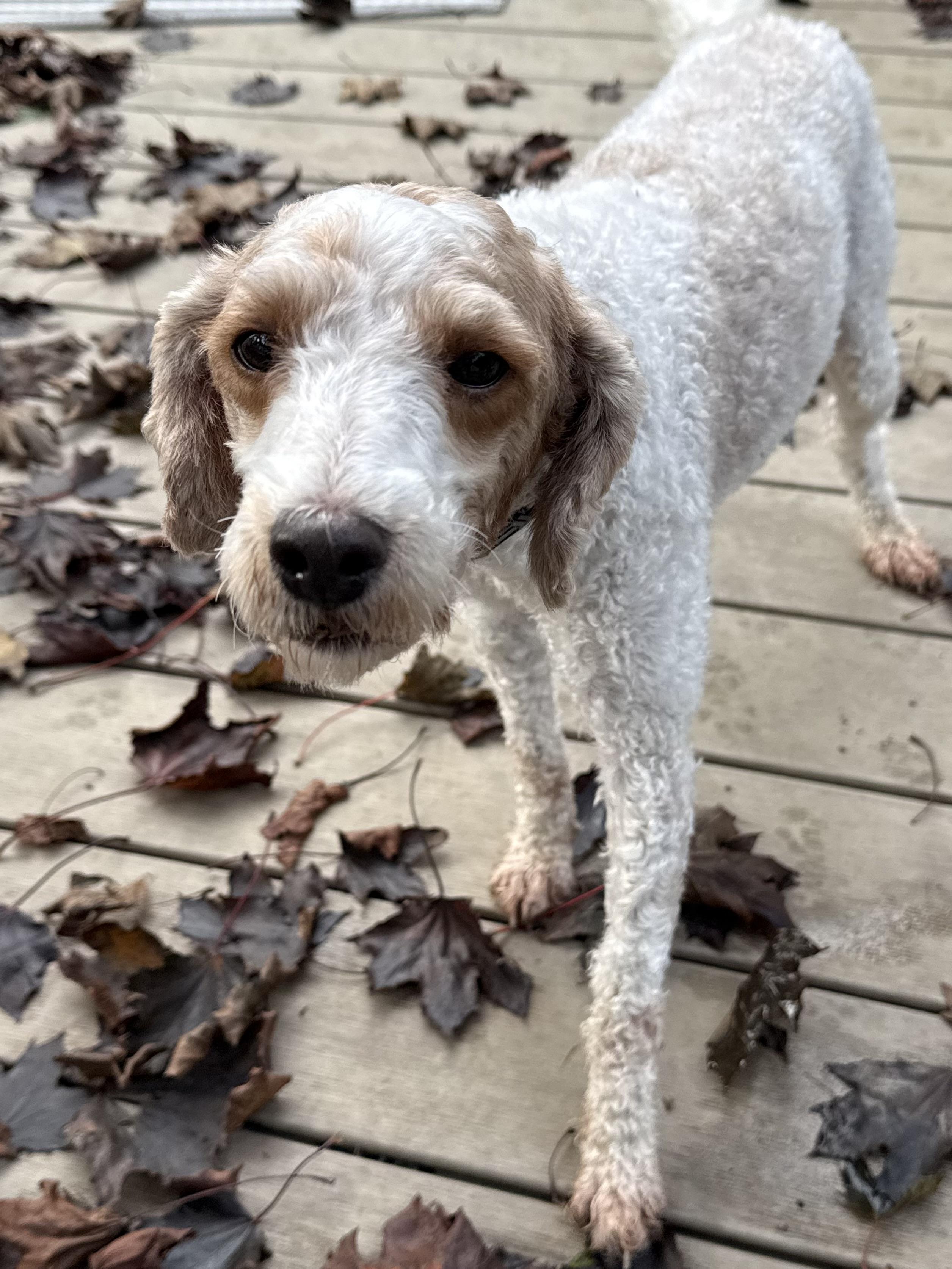 Enlarge Gandolf, a Adoptable Miniature Poodle in Havertown, PA image 3/4